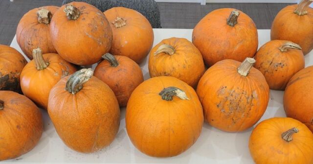 🎃 Outreach Pumpkin Carving Fun! 🎃

Participants had a blast at our Outreach Pumpkin Carving event, celebrating the season and sharing some Halloween cheer!

A special thank-you to @ronpaulgardencentre for their continued support and generous donation of pumpkins—your kindness helps make our programs possible! 🧡

Happy Halloween from all of us at Fort Garry Women’s Resource Centre! 👻🍂

#FGWRC #OutreachEvent #PumpkinCarving #ThankYou #Halloween2025 #RonPaulGardenCentre