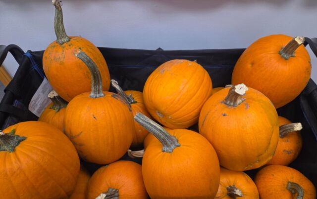 Our participants enjoyed getting creative with pumpkin painting again this year! 

A big thank-you to @ronpaulgardencentre for generously donating pumpkins and helping make this seasonal activity possible. 

We’re grateful for your continued generosity! 🧡

#FGWRC #OutreachProgram #CommunityConnections #FallFun
